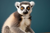 Wildlife animal mammal lemur. AI generated Image by rawpixel.