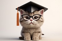 Cat wearing graduate cap portrait graduation animal. 