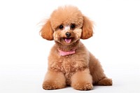Poodle mammal animal puppy. AI generated Image by rawpixel.