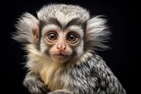 Marmoset wildlife animal monkey. 