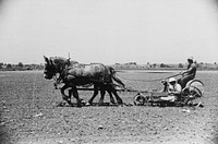 Planting tomatoes, Wabash Farms, Indiana. Sourced from the Library of Congress.