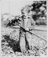 Boy raking leaves. Sourced from the Library of Congress.