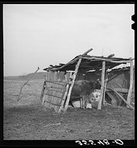 Cowshed on farm of  farmer in McIntosh County, Oklahoma by Russell Lee