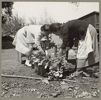 Mountain View, Calif. Apr. 1942. A mother and daughter of Japanese ancestry washing white radishes on a 20-acre farm in Santa Clara County prior to their evacuation to  War Relocation Authority centers for the duration of the war. Sourced from the Library of Congress.