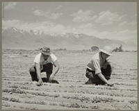 Manzanar, Calif. June 1942. Ichiro Okumura, 22, left, from Venice, Calif., and Ben Iguchi, 20, from Saugus, thinning young plants in a two-acre field of white radishes at the War Relocation Authority center for evacuees of Japanese ancestry. Sourced from the Library of Congress.
