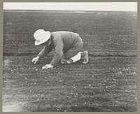 Stockton, Calif. Apr. 1942. A so-called "stoop" laborer weeding a celery field, a type of labor many persons of Japanese ancestry worked at before they were evacuated from military areas, under Exclusion Order No. 20. Such evacuees will be housed in War Relocation Authority centers for the duration of the war. Sourced from the Library of Congress.