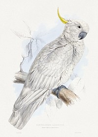 Plyctolophus Galeritus. Greater Sulphur-crested Cockatoo. (1832), vintage bird illustration by  Edward Lear. Original public domain image from Yale Center for British Art. Digitally enhanced by rawpixel.