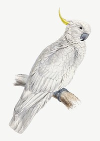 Greater Sulphur-crested Cockatoo, vintage bird illustration by Edward Lear psd. Remixed by rawpixel.