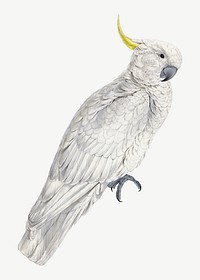 Greater Sulphur-crested Cockatoo, vintage bird illustration by Edward Lear psd. Remixed by rawpixel.