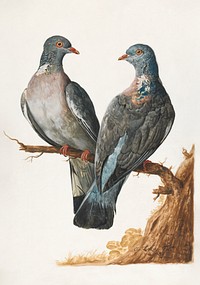 Two Wood Pigeons (1736), vintage bird illustration by Charles Collins. Original public domain image from Yale Center for British Art. Digitally enhanced by rawpixel.