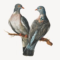 Two Wood Pigeons, vintage bird illustration by Charles Collins.. Remixed by rawpixel.