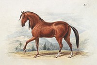 Peruvian Paso (1837), vintage horse illustration by by Charles Hamilton Smith. Original public domain image from Yale Center for British Art. Digitally enhanced by rawpixel.