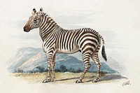 The Zebra (1837), vintage animal illustration by Charles Hamilton Smith. Original public domain image from Yale Center for British Art. Digitally enhanced by rawpixel.