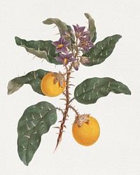 Solanum incanum L. (Wild Egg Plant): finished drawing (1737–1770), vintage illustration by Luigi Balugani. Original public domain image from Yale Center for British Art. Digitally enhanced by rawpixel.