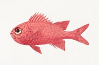 Unidentified Fish (1737&ndash;1770), vintage animal illustration by Luigi Balugani. Original public domain image from Yale Center for British Art. Digitally enhanced by rawpixel.