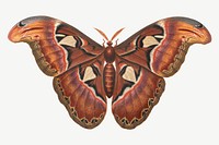 Atlas Moth, vintage insect illustration by George Edwards psd. Remixed by rawpixel.