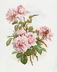 Pink roses; La France roses (1861&ndash;1897), vintage flower illustration by  J. Bleischwitz. Original public domain image from Digital Commonwealth. Digitally enhanced by rawpixel.