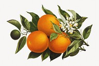 Oranges and poppies, vintage fruit illustration by Percy J. Callowhill Lith. '95.. Remixed by rawpixel.