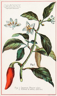 Cayenne, Capsicum annuum (1870–1900), vintage botanical illustration by Davis, Sacker & Perkins. Original public domain image from Digital Commonwealth. Digitally enhanced by rawpixel.