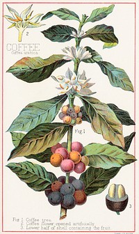 Coffee, Coffea Arabica (1870–1900), vintage botanical illustration by Davis, Sacker & Perkins. Original public domain image from Digital Commonwealth. Digitally enhanced by rawpixel.