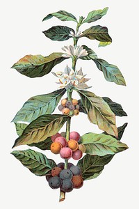 Coffee, Coffea Arabica, vintage botanical illustration by Davis, Sacker & Perkins psd. Remixed by rawpixel.