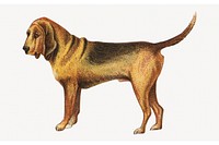 Bloodhound, vintage pet animal illustration by Goodwin & Company. Remixed by rawpixel.