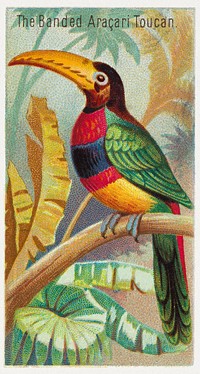 The Banded Aracari Toucan, from the Birds of the Tropics series (N5) for Allen & Ginter Cigarettes Brands (1889), vintage bird illustration by George S. Harris & Sons. Original public domain image from The MET Museum. Digitally enhanced by rawpixel.