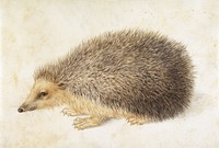 A Hedgehog (Erinaceus roumanicus) (1584), vintage animal illustration by Hans Hoffmann. Original public domain image from The MET Museum. Digitally enhanced by rawpixel.