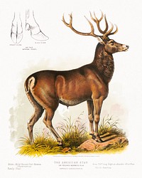 The American stag or round-horned elk - Cervus Canadensis (1872), vintage wild animal illustration. Original public domain image from the Library of Congress. Digitally enhanced by rawpixel.