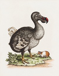 The Dodo and the Guinea Pig (1757), vintage extinct animal illustration by George Edwards; Engraver: George Edwards. Original public domain image from The Minneapolis Institute of Art. Digitally enhanced by rawpixel.