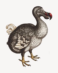 Dodo bird, vintage extinct animal illustration by George Edwards. Remixed by rawpixel.