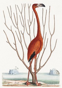 Flamingo (1731&ndash;1743), vintage animal illustration by Mark Catesby. Original public domain image from The Minneapolis Institute of Art. Digitally enhanced by rawpixel.