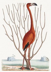 Flamingo (1731–1743), vintage animal illustration by Mark Catesby. Original public domain image from The Minneapolis Institute of Art. Digitally enhanced by rawpixel.