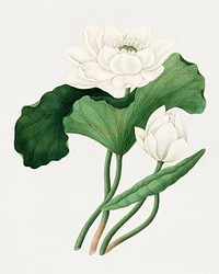 East Indian Lotus (Nelumbo nucifera)  (19th century), vintage botanical illustration. Original public domain image from the National Gallery of Art. Digitally enhanced by rawpixel.