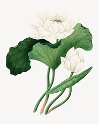 East Indian Lotus, vintage flower illustration. Remixed by rawpixel.
