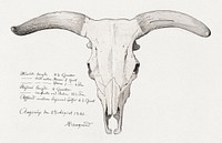 Skull of a cow (1842), vintage illustration by by P. C. Skovgaard. Original public domain image from The Statens Museum for Kunst. Digitally enhanced by rawpixel.