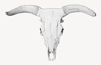 Skull of a cow, vintage illustration by by P. C. Skovgaard. Remixed by rawpixel.