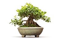 Bonsai plant tree white background. AI generated Image by rawpixel.