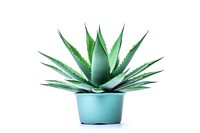 Plant agave aloe xanthorrhoeaceae. AI generated Image by rawpixel.
