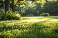 Grass outdoors nature garden. 