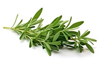 Herbs plant leaf white background. AI generated Image by rawpixel.