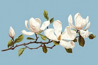 Magnolia blossom flower plant. 