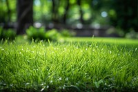 Grass backgrounds outdoors garden. 