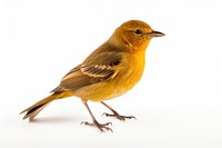 Bird animal canary white background. 