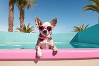 Chihuahua glasses mammal animal. AI generated Image by rawpixel.