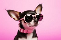 Chihuahua glasses sunglasses fashion. 