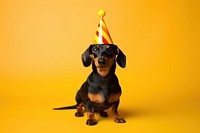 Dachshund birthday portrait animal. 