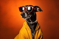 Sunglasses greyhound portrait mammal. 