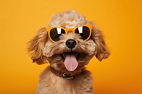 Sunglasses dog mammal animal. 