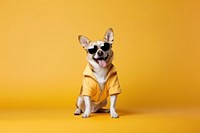 Dog sunglasses animal mammal. 